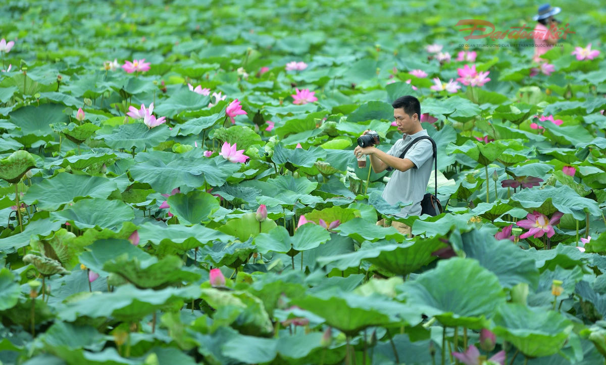 chup-anh-sen-ho-tay-7.jpg