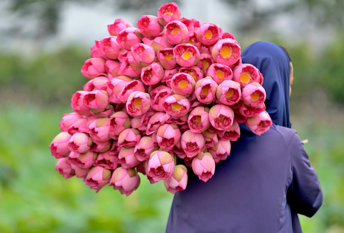 Những bông sen được thu hái từ sáng sớm khi cánh còn đọng sương. 