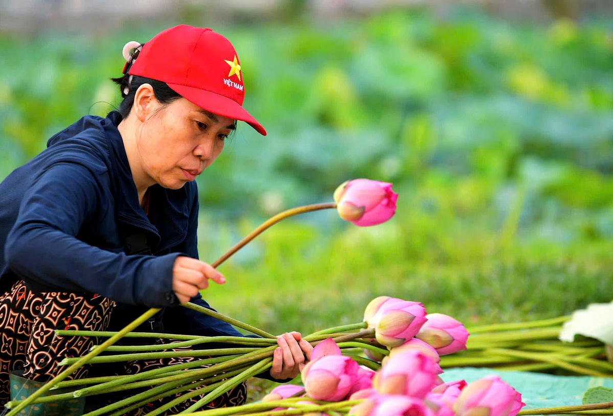 Người dân cẩn thận lựa chọn từng bông sen theo độ nở, màu sắc và kích thước. 