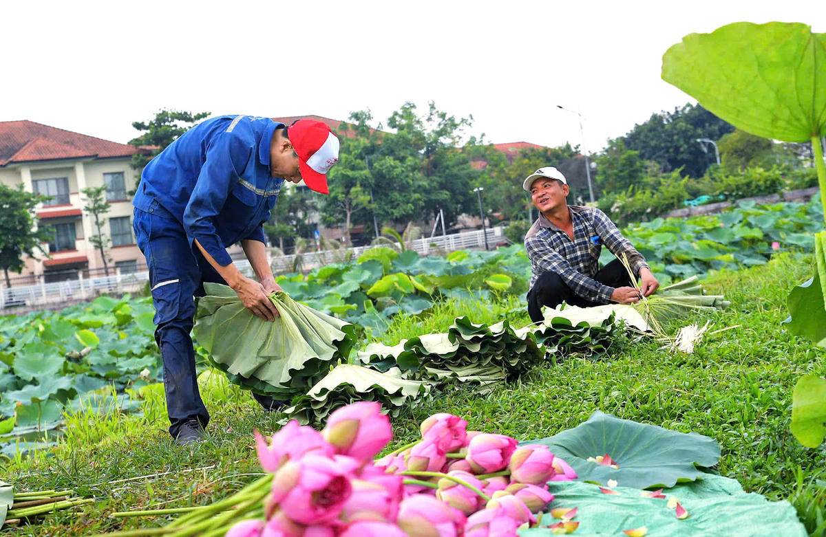Giữa sắc hồng của mùa sen, những người lao động vẫn âm thầm làm việc mỗi ngày. Họ là những người gom nhặt hương sen, góp phần lưu giữ vẻ đẹp riêng có của Hà Nội trong nhịp sống hiện đại.