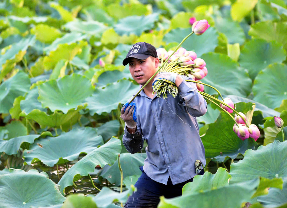 Người lao động ngắt từng bông sen, tránh làm dập cánh hoa. 
