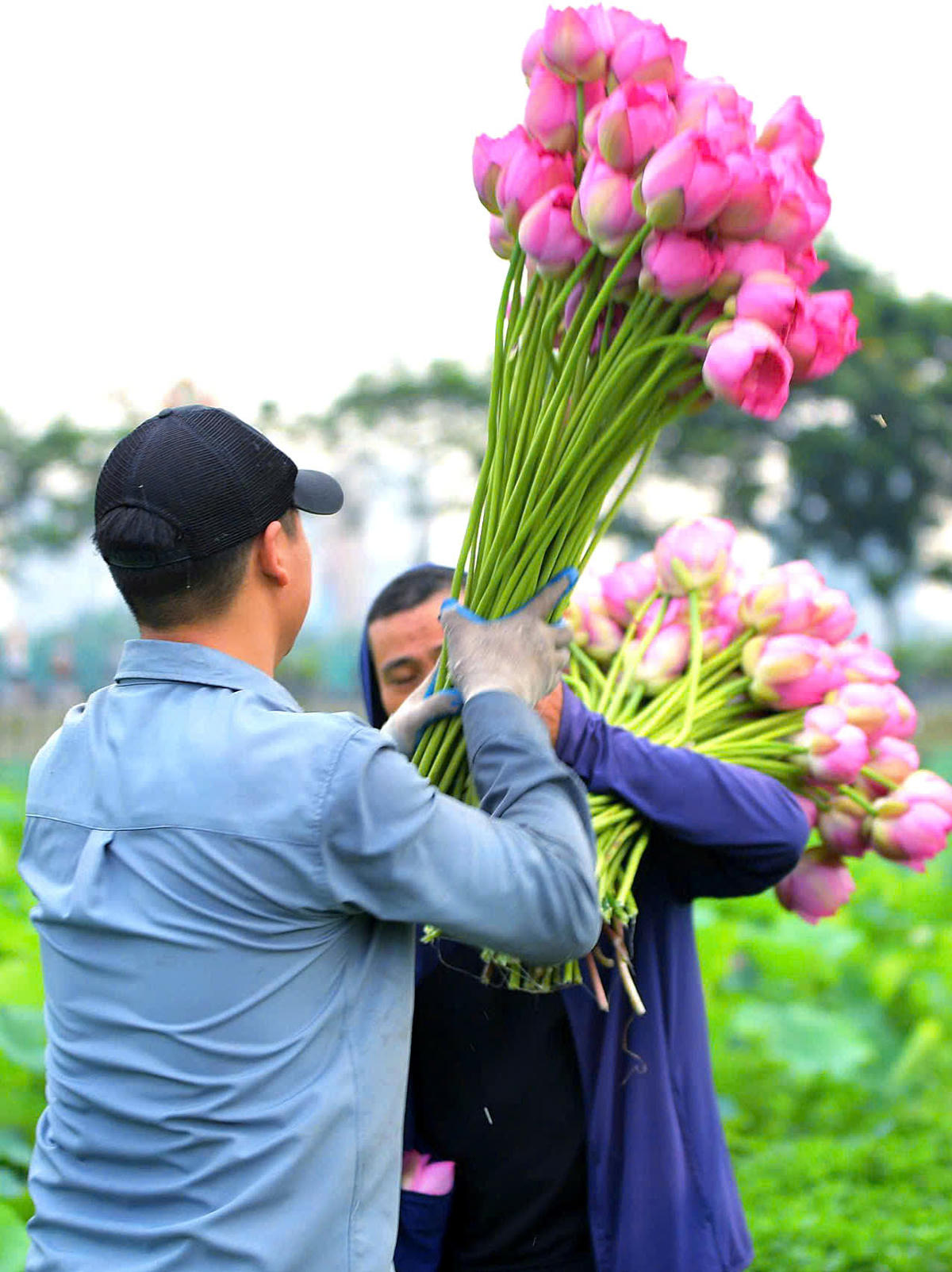 Mùa sen không chỉ mang lại thu nhập mà còn là niềm tự hào về một nét đẹp của Hồ Tây.
