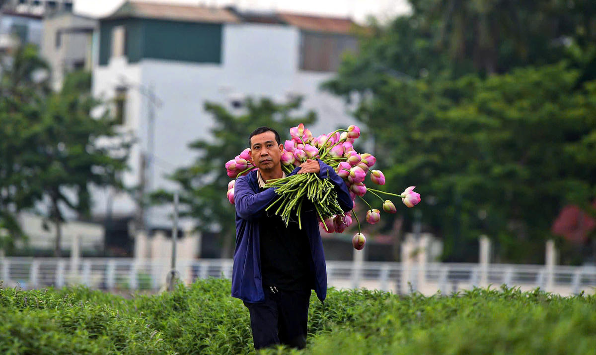 Khi bình minh vừa hé sáng cũng là lúc những người trồng sen bắt đầu công việc quen thuộc. 