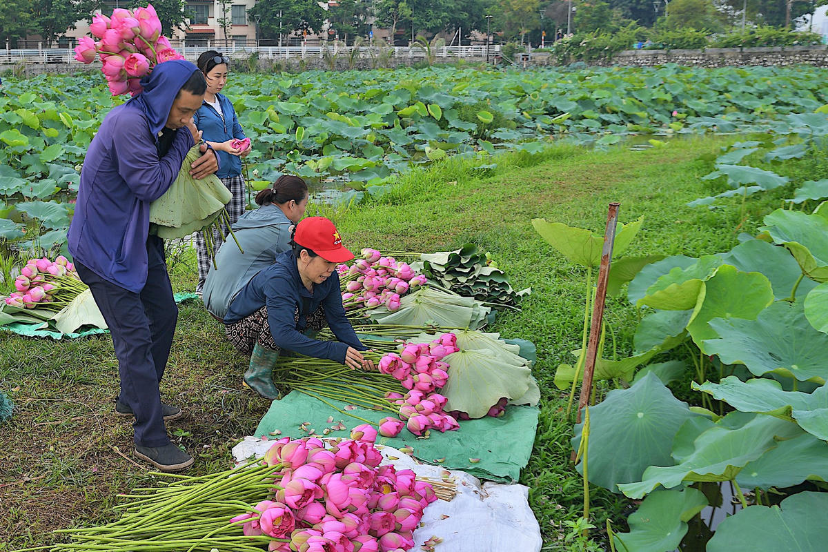 Sau khi thu hoạch, sen được tập kết ngay bên đầm để phân loại. 