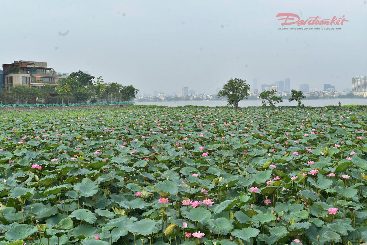 khong-gian-dam-sen-ho-tay.jpg