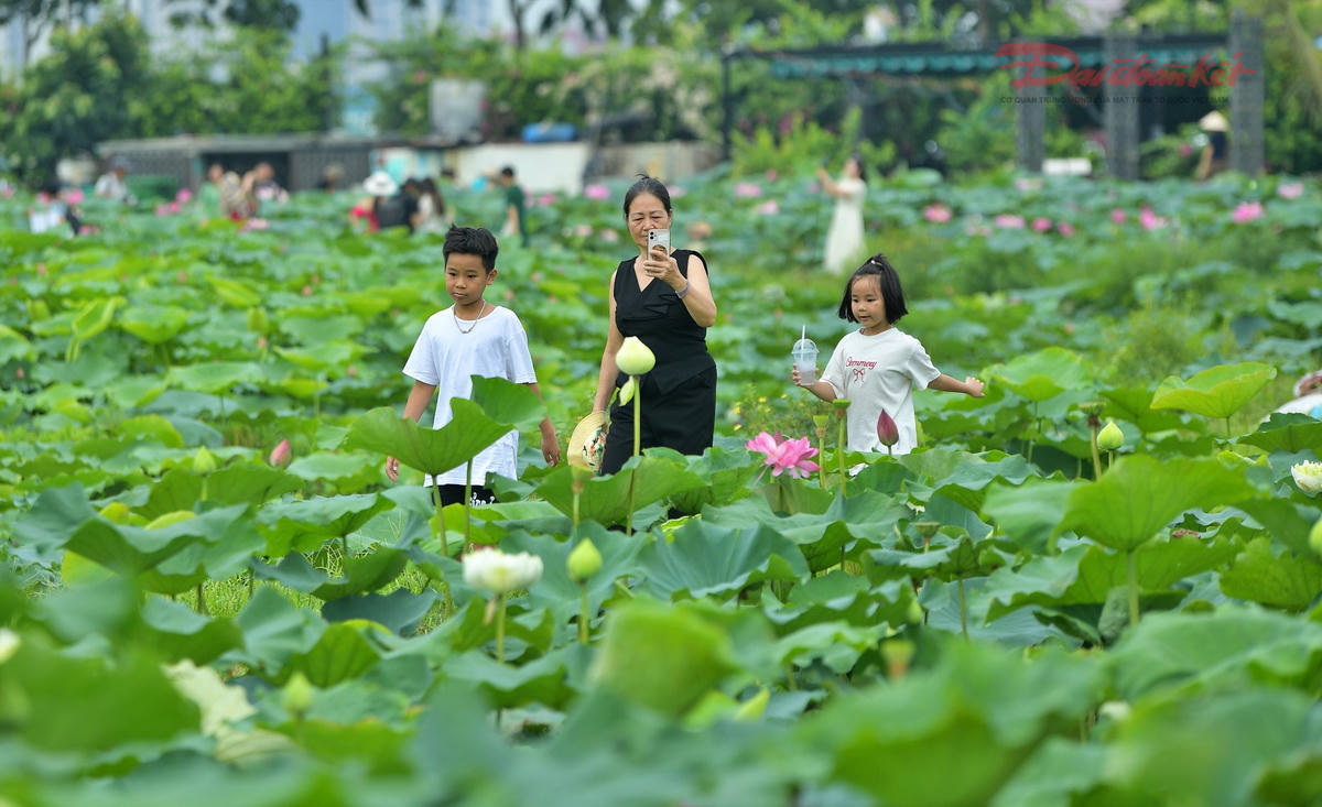 chup-anh-sen-ho-tay-1.jpg