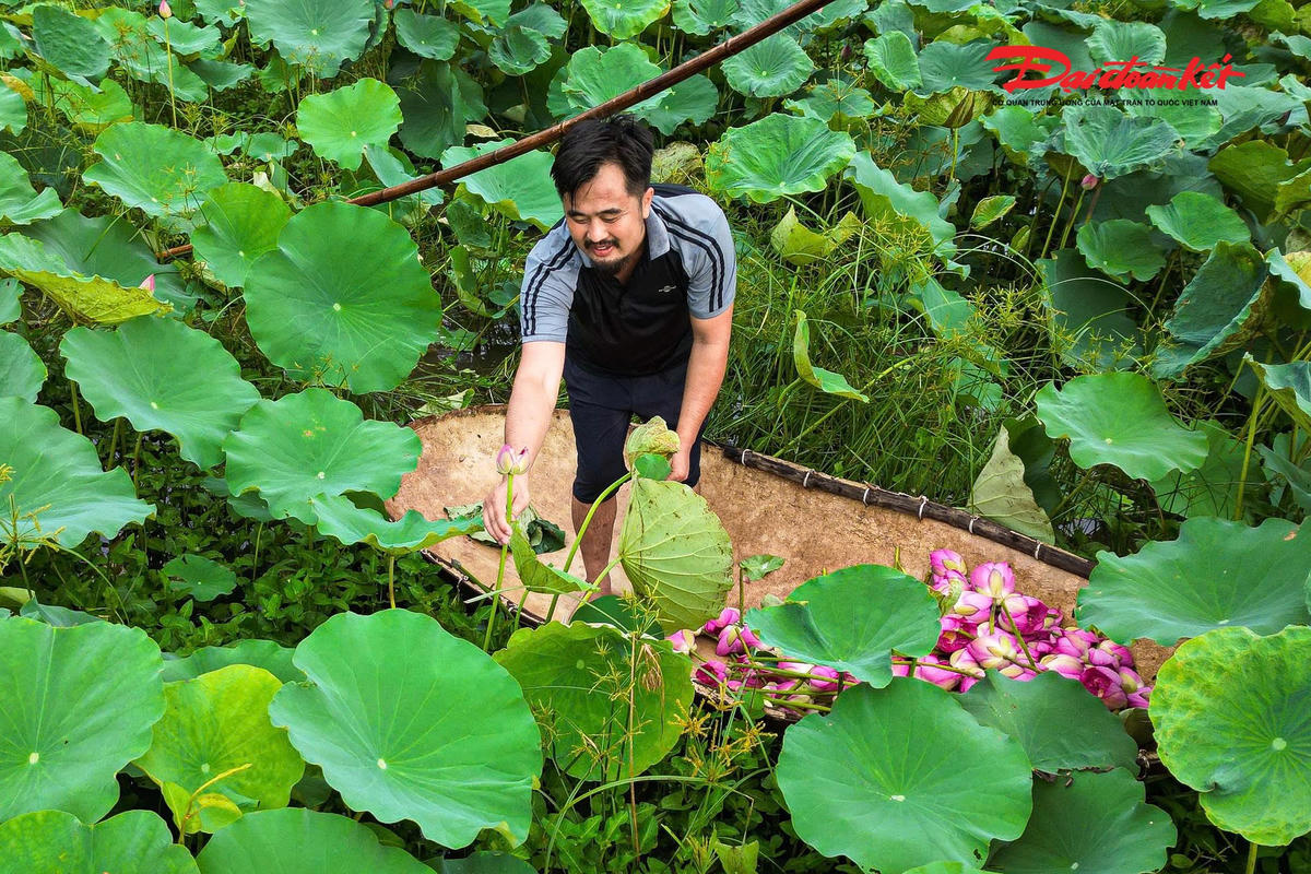 Sen Hà Nội vào mùa, nghề ướp trà truyền thống vào vụ