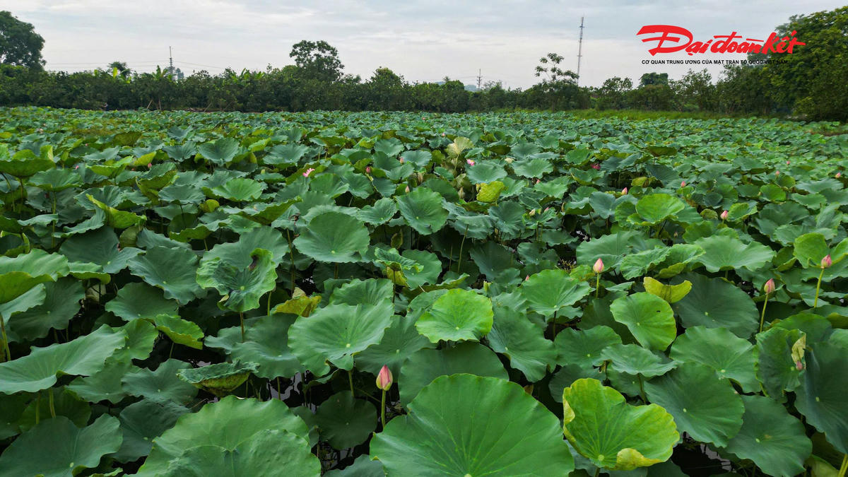 Sen Hà Nội vào mùa, nghề ướp trà truyền thống vào vụ