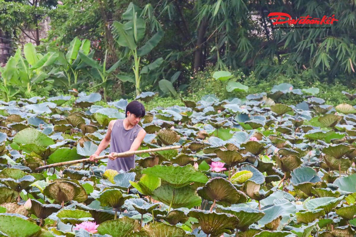 Sen Hà Nội vào mùa, nghề ướp trà truyền thống vào vụ