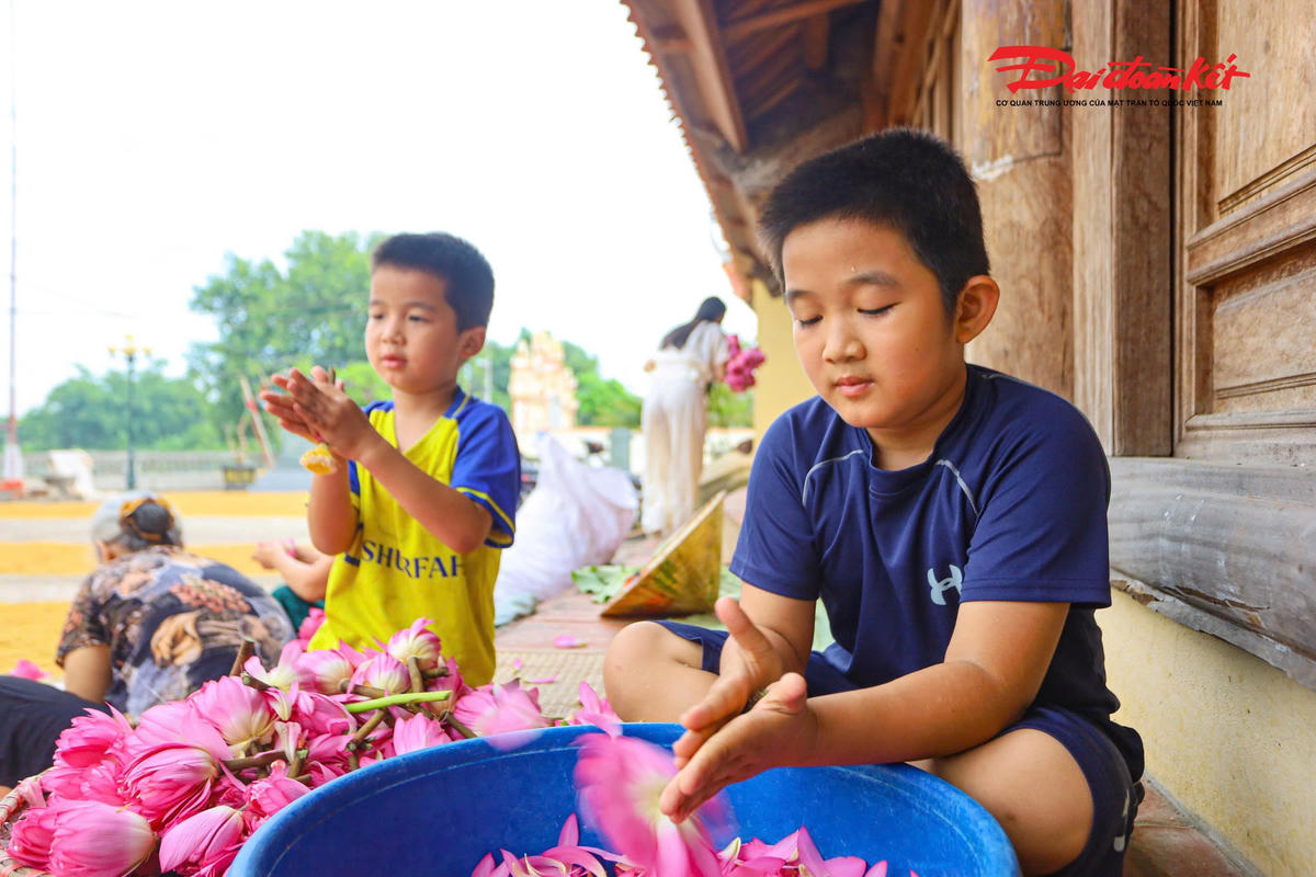 Sen Hà Nội vào mùa, nghề ướp trà truyền thống vào vụ