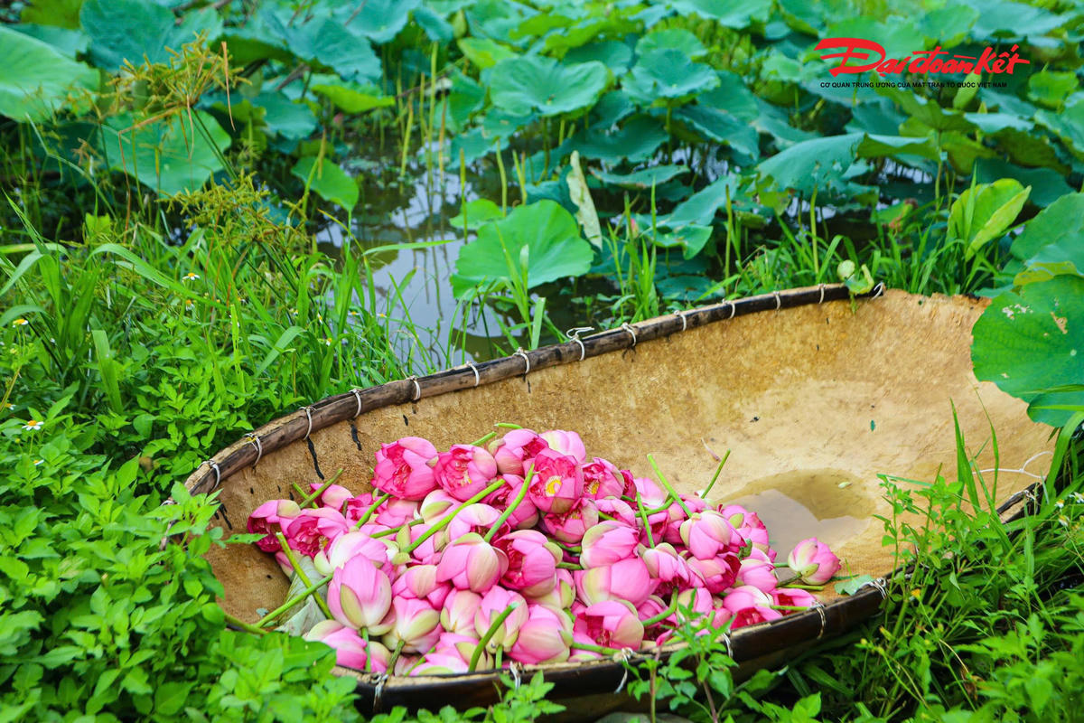 Sen Hà Nội vào mùa, nghề ướp trà truyền thống vào vụ