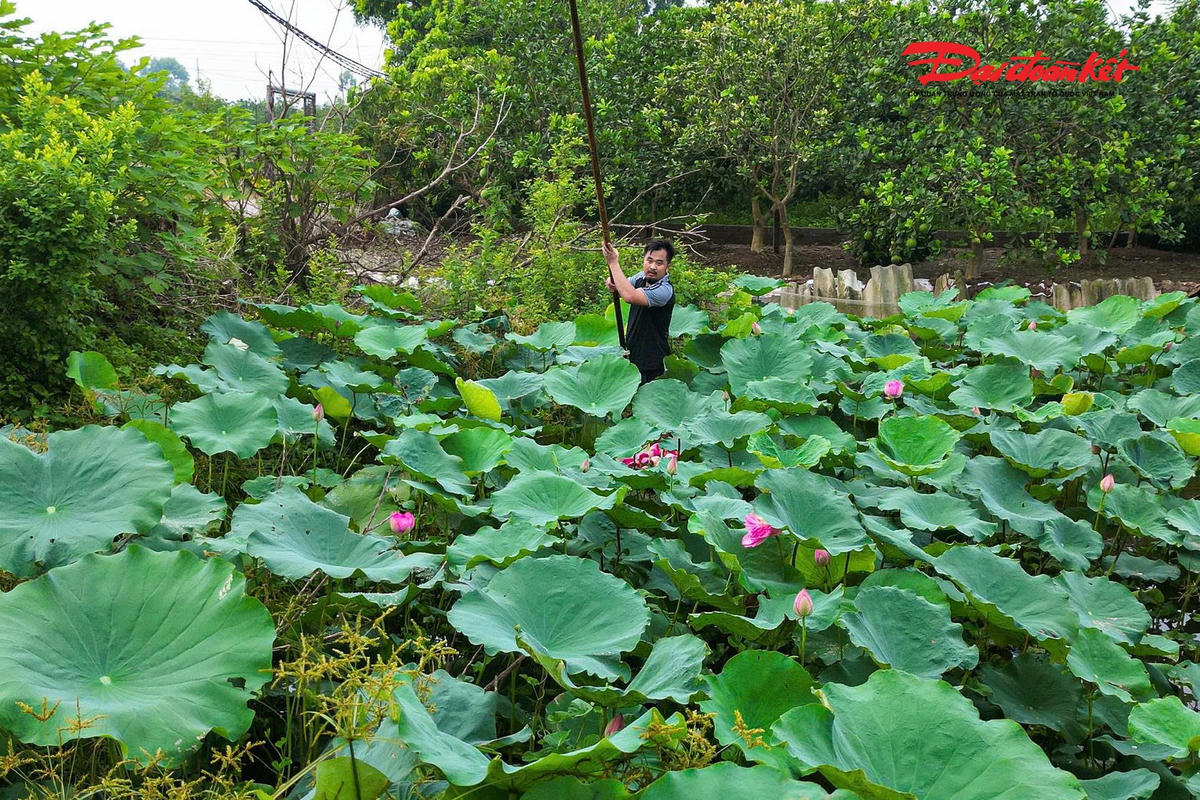 Sen Hà Nội vào mùa, nghề ướp trà truyền thống vào vụ