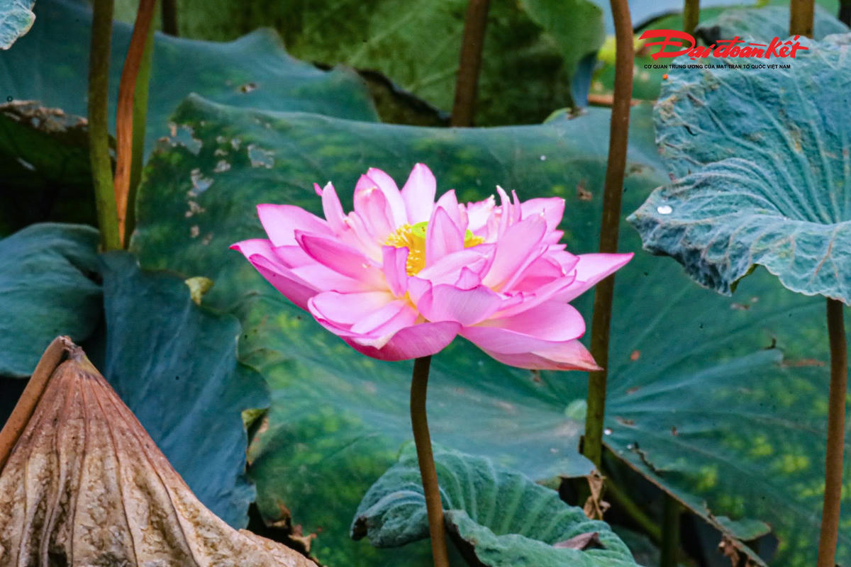 Sen Hà Nội vào mùa, nghề ướp trà truyền thống vào vụ
