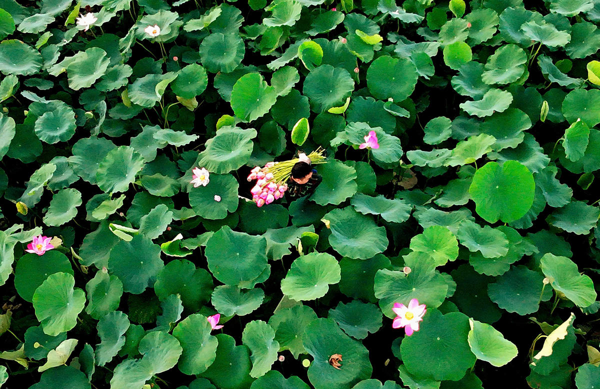 Giữa bạt ngàn lá xanh, sắc hồng của những bông sen tạo nên khung cảnh thanh bình, đặc trưng của mùa hè Hà Nội.