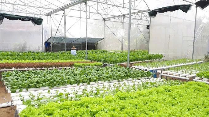 Quỹ Hỗ trợ phát triển HTX  tỉnh Quảng Ngãi sau khi tổ chức lại sẽ góp phần hỗ trợ phát triển khu vực kinh tế tập thể trên địa bàn tỉnh. Ảnh: Bá Tứ.