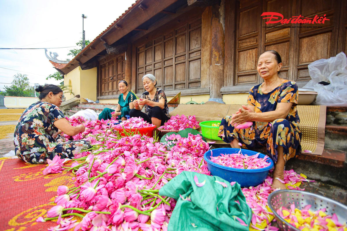 Sen Hà Nội vào mùa, nghề ướp trà truyền thống vào vụ