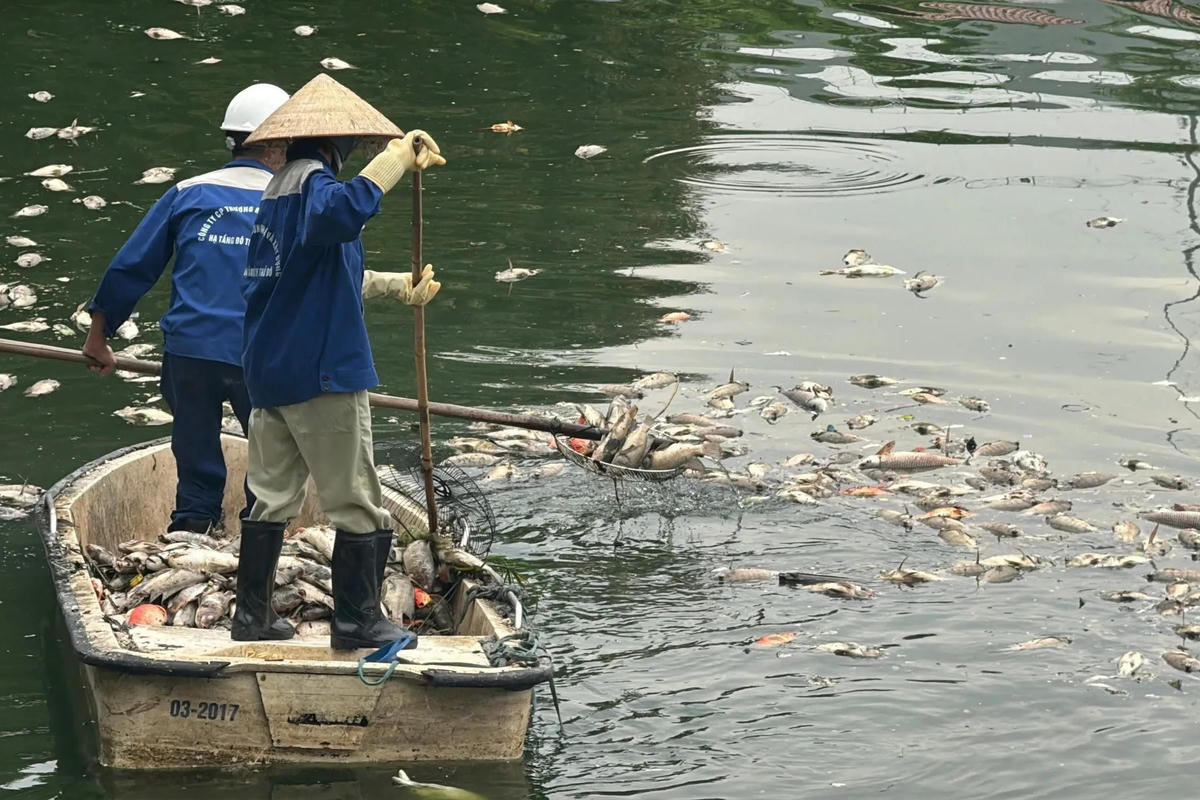 Hồ điều hòa công viên Nghĩa Đô xuất hiện cá chết hàng loạt