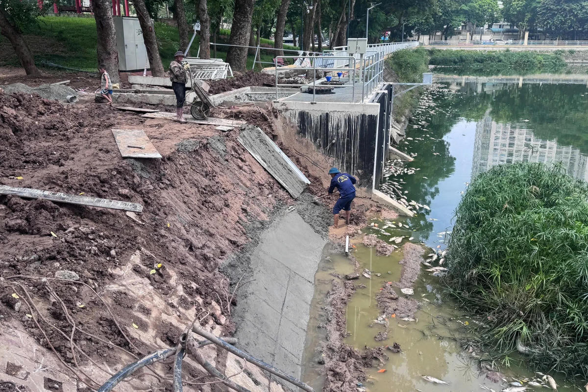 Hồ điều hòa công viên Nghĩa Đô xuất hiện cá chết hàng loạt