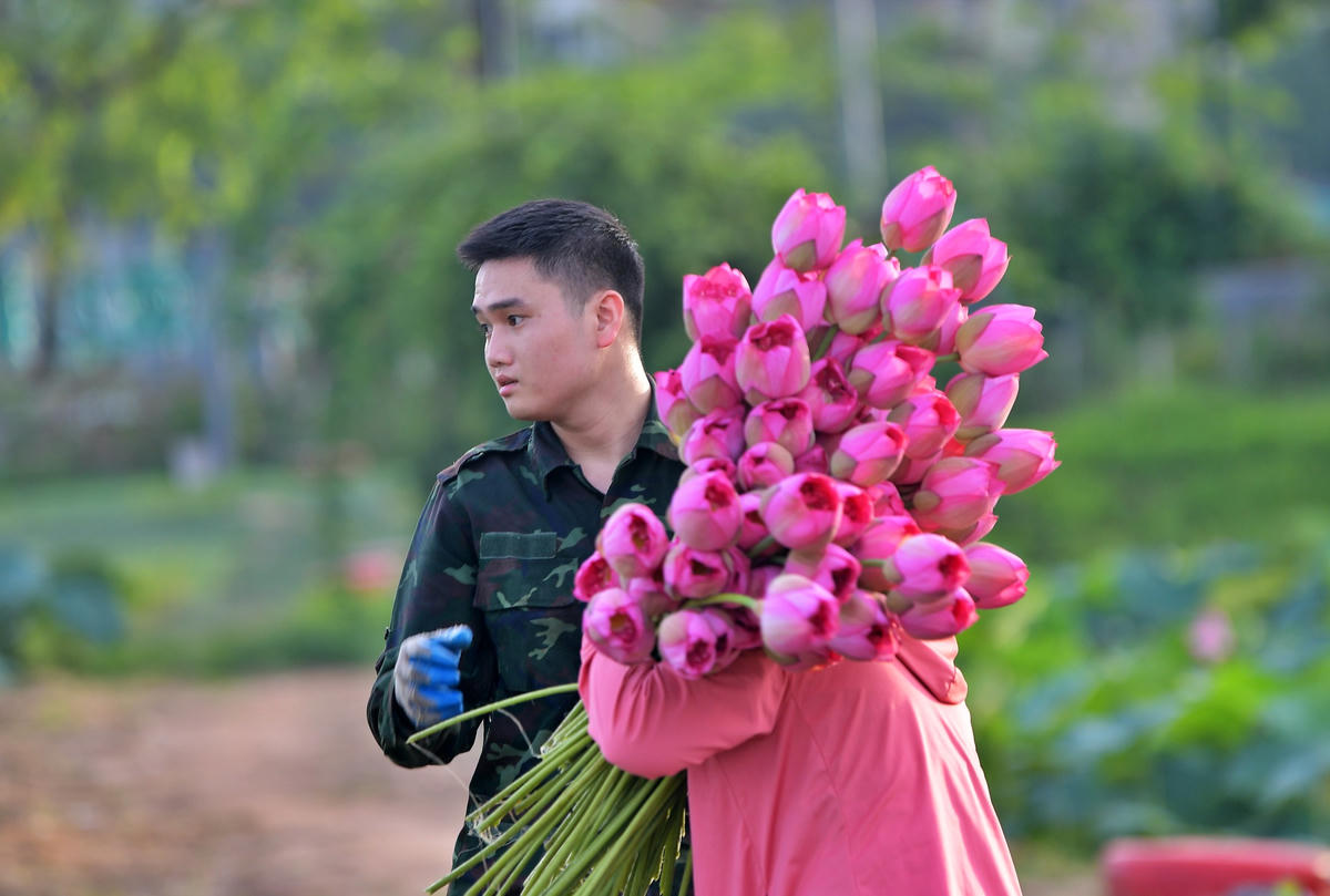 Những búp sen Bách Diệp – nguyên liệu tạo nên hương vị trà sen Tây Hồ. Việc trao bằng công nhận góp phần tạo động lực bảo tồn và phát huy giá trị làng nghề hôm nay mà mai sau.