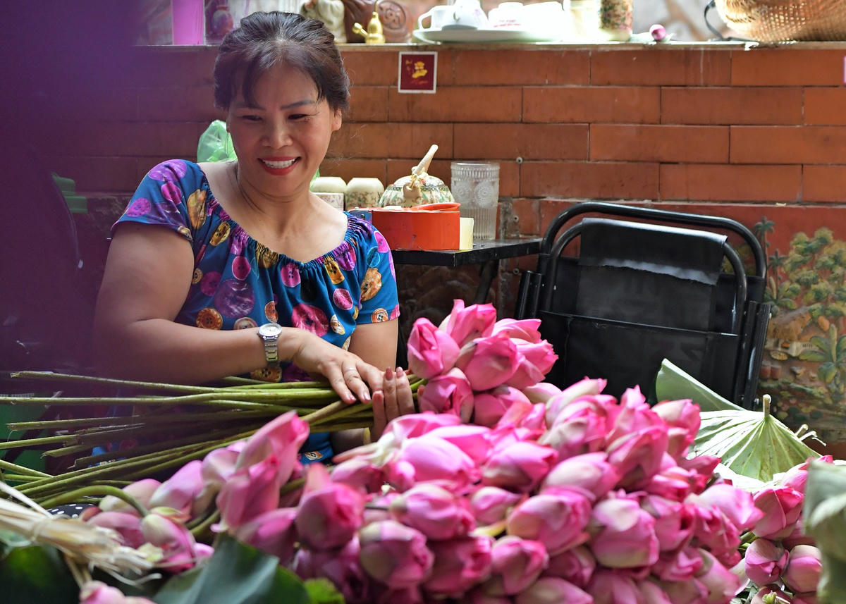 Những bông sen Bách Diệp được trồng ở những đầm se khu vực Tây Hồ được lựa chọn kỹ lưỡng để bảo đảm hương thơm tự nhiên và thuần khiết.