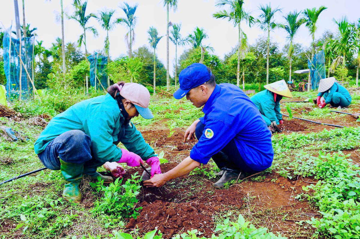 Cán bộ Kỹ thuật của Nông trường Cư Bao hướng dẫn cho công nhân trồng cây cà phê đúng kỹ thuật