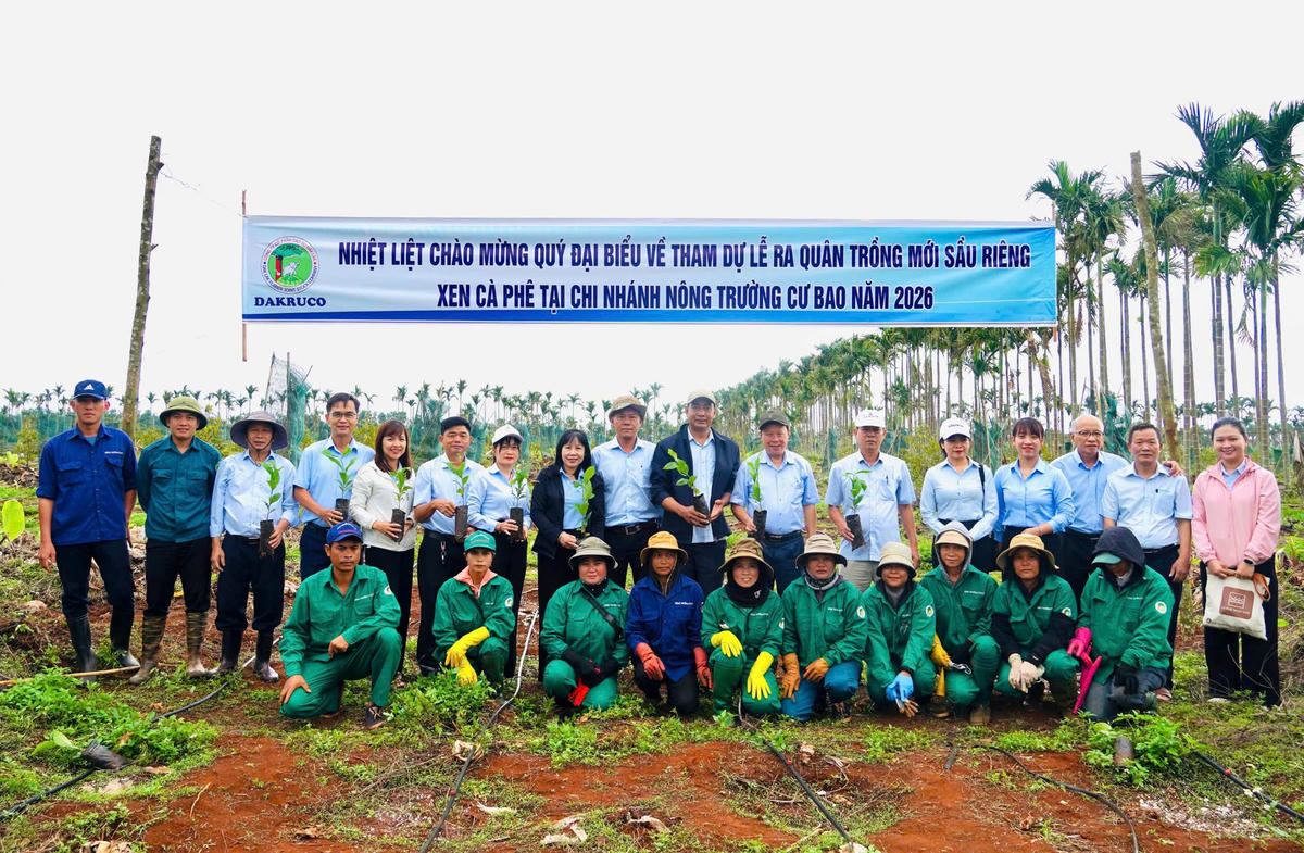 Năm 2026, Nông trường Cư Bao phấn đấu trồng mới gần 100 ha cà phê và sầu riêng.