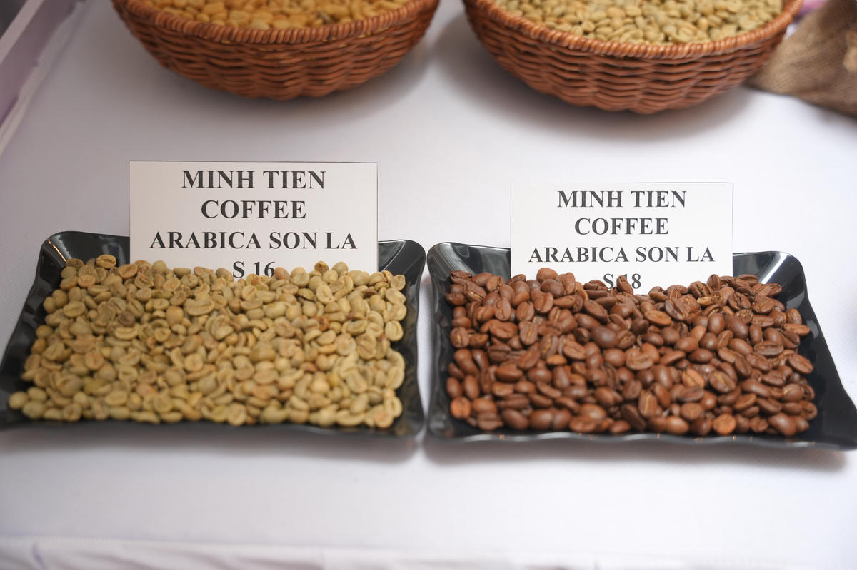 Theo các chuyên gia, chất lượng cà phê Sơn La hiện đủ khả năng cạnh tranh với những vùng sản xuất nổi tiếng của Colombia và Brazil. Ảnh: BT
