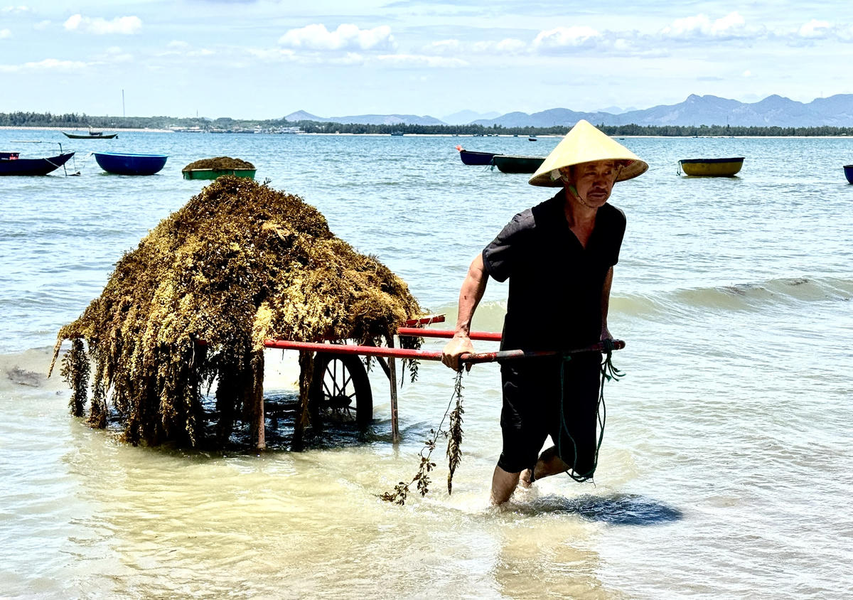Trung bình mỗi ngày người dân xã đảo Tam Hải thu hoạch hơn tạ rong mơ. Ảnh: Nguyễn Tín.