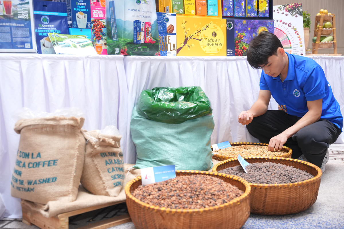 Hiện nay, sản phẩm cà phê Sơn La đã được bảo hộ chỉ dẫn địa lý, khẳng định vị thế và giá trị trên thị trường. Ảnh: BT