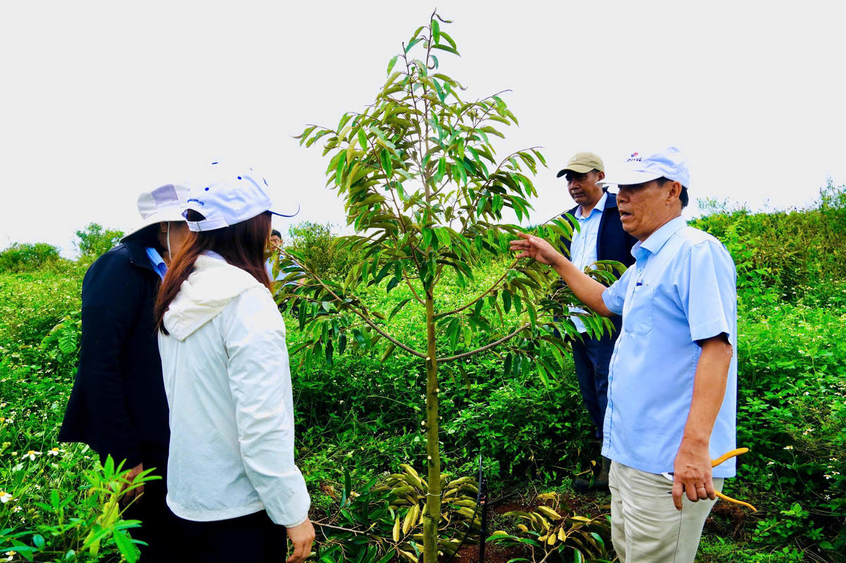 Tổng Giám đốc Nguyễn Minh trao đổi về công tác chăm sóc sầu riêng với phòng Kỹ thuật và lãnh đạo Nông trường Cư Bao