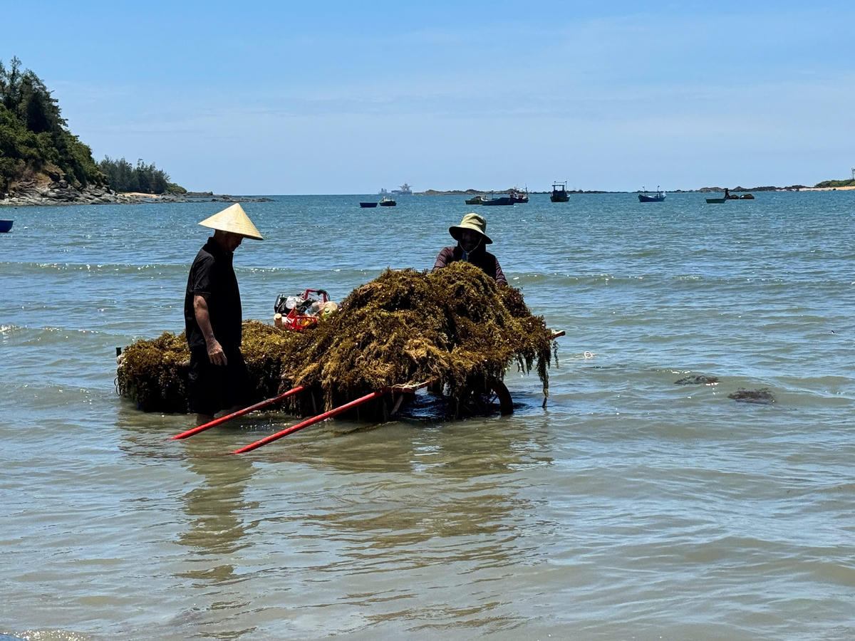 Người dân dùng xe bò vận chuyển rong mơ vào bờ. Ảnh: Nguyễn Tín.