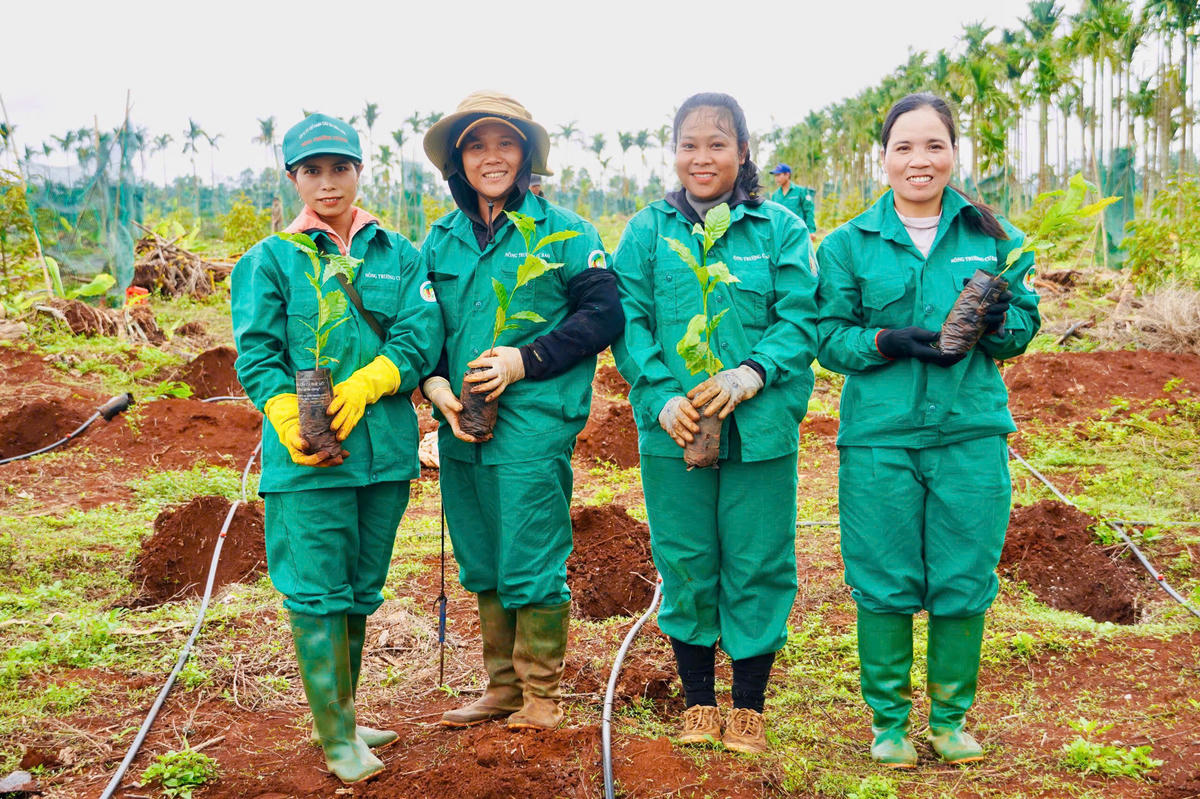 Công nhân của Nông trường Cư Bao hăng hái tham gia trồng mới cây cà phê xen sầu riêng