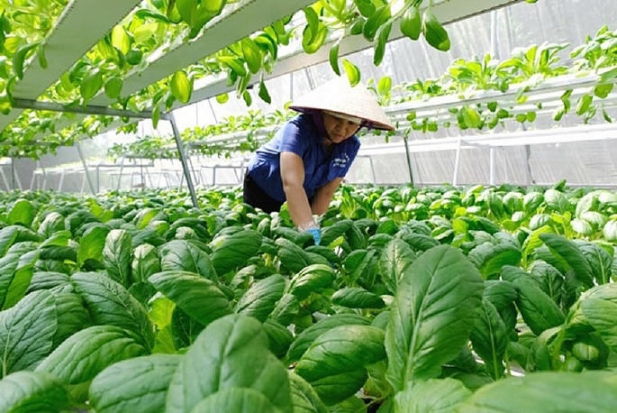 Ngành nông nghiệp Việt Nam hiện không chỉ đối mặt với các rào cản xanh quốc tế mà còn đứng trước yêu cầu tái cấu trúc toàn diện theo hướng xanh, minh bạch, phát thải thấp và liên kết chuỗi giá trị. Ảnh: NN