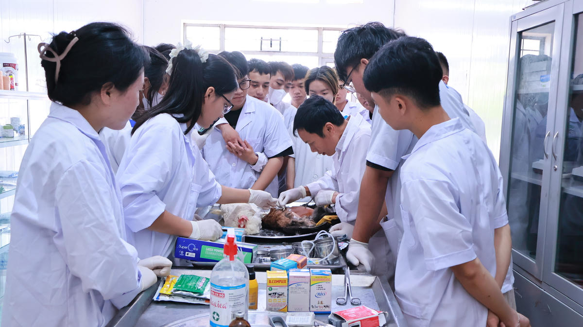 Sinh viên ngành Chăn nuôi – Thú y tại Trường Cao đẳng Bách khoa Tây Nguyên trực tiếp thực hành phẫu thuật trên gia cầm trong giờ học thực tế.