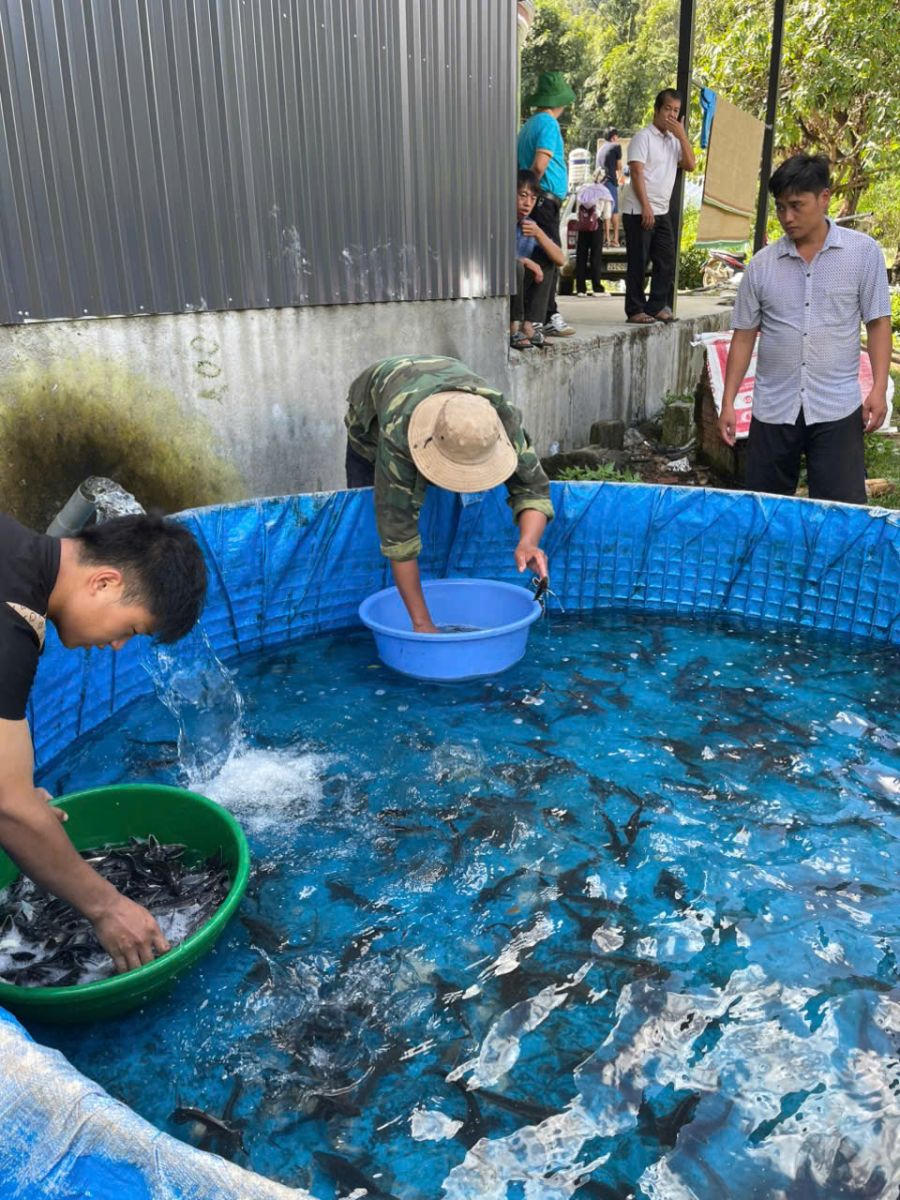 Cấp phát cá giống cho các hộ dân tham gia mô hình VietGAp tại Lai Châu. Ảnh: Lò Thắng.