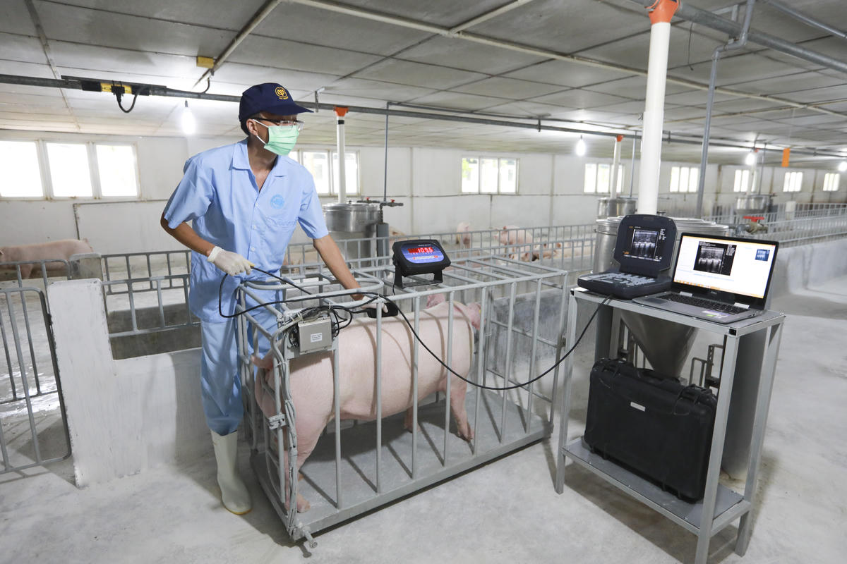 C.P. Việt Nam ứng dụng thiết bị và công nghệ trong quản lý sức khỏe đàn heo tại trang trại. Ảnh: C.P. Việt Nam