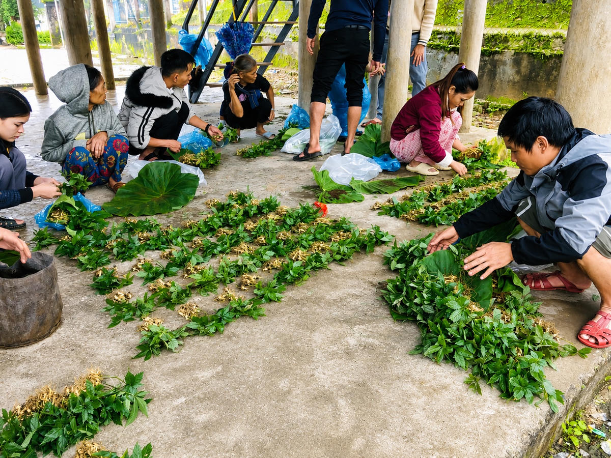 Người dân xã Nam Trà My, TP Đà Nẵng nhận cây giống sâm Ngọc Linh để phát triển kinh tế. Ảnh: TM.
