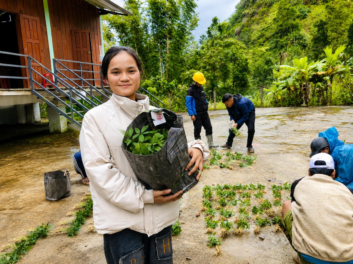 Bàn giao cây giống sâm Ngọc Linh cho hộ dân xã Nam Trà My phát triển sản xuất. Ảnh: TM.