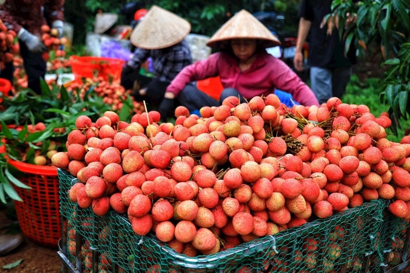 Chú trọng xây dựng thương hiệu là chìa khóa để nông sản vươn xa.	Ảnh: M.P