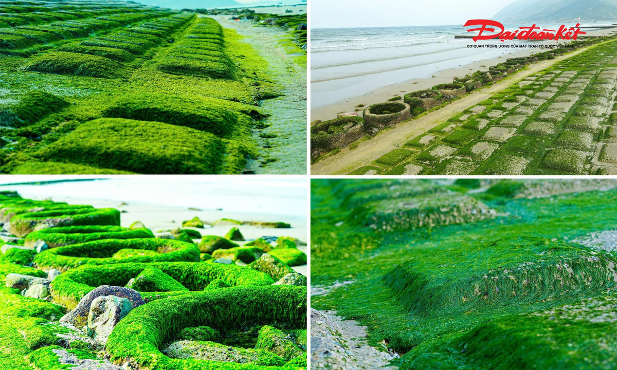 Bờ kè vùng biển Thiên Cầm (tỉnh Hà Tĩnh) hình thành dải rêu xanh phủ kín, thu hút mọi ánh nhìn của du khách. Ảnh: CK.