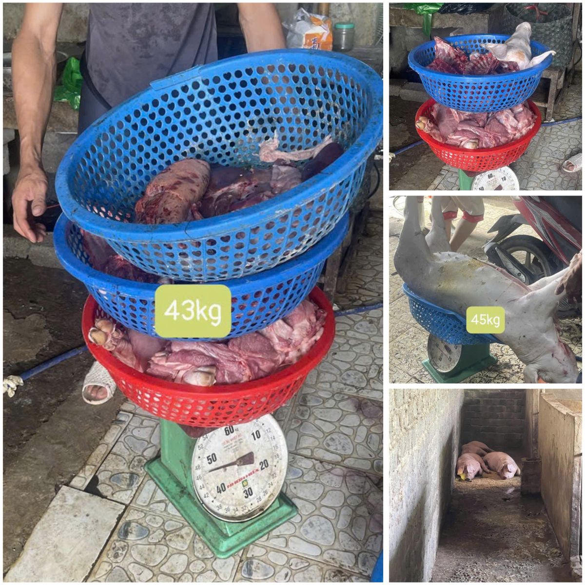 Số lợn bị nhiễm dịch tả lợn châu Phi liên quan đến vụ án được lực lượng chức năng thu giữ.