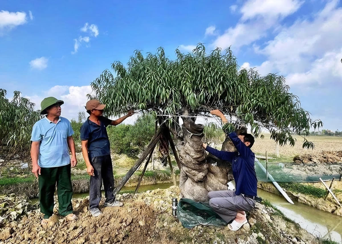 Mô hình trồng đào cảnh đang góp phần phát triển mạnh mẽ kinh tế của người dân xã Thọ Phú.