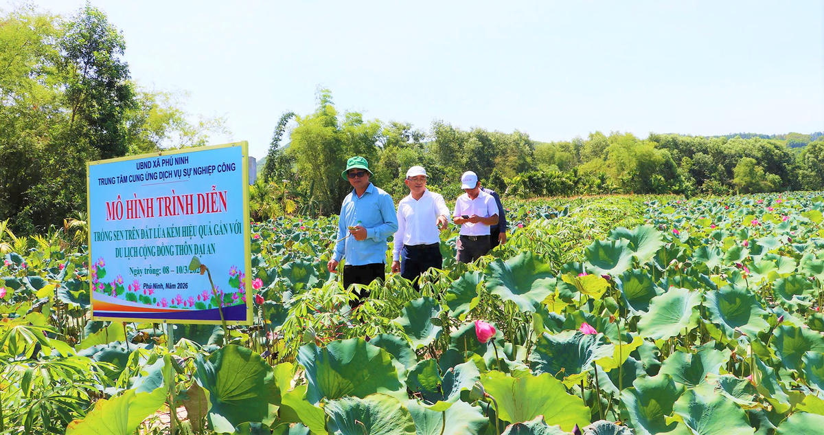 Ông Nguyễn Hữu Bình (ở giữa), Chủ tịch UBND xã Phú Ninh tham quan địa điểm du lịch cộng đồng Đại An. Ảnh: CĐ.