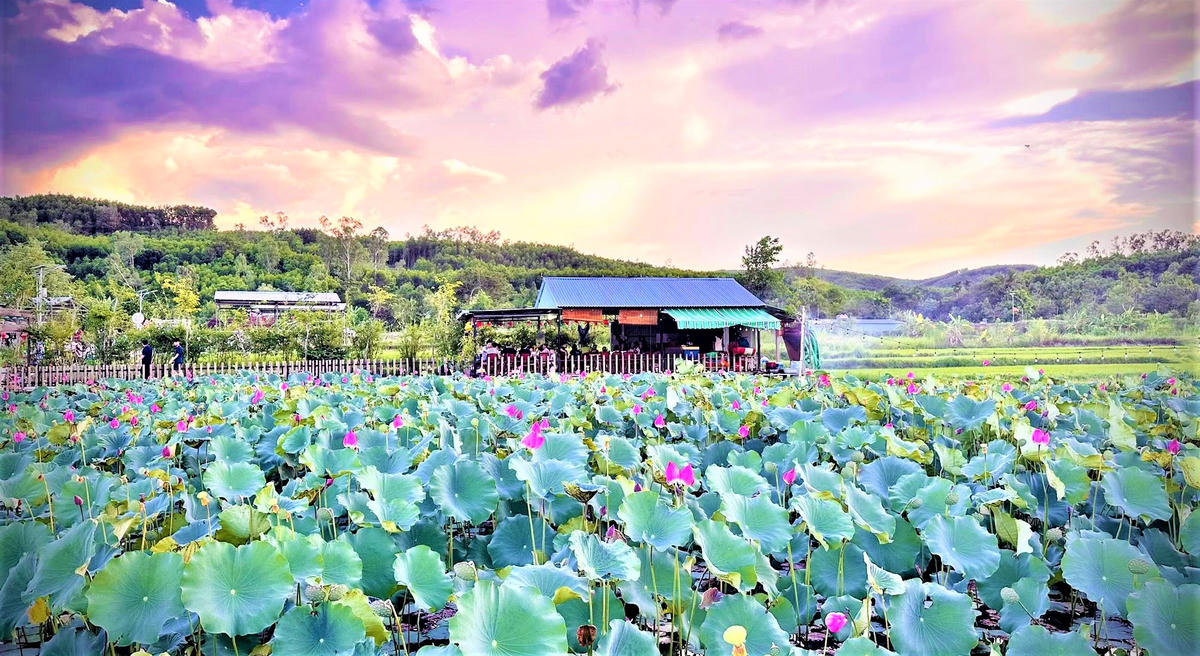 Một góc thôn Đại An vào mùa hoa sen nở. Ảnh: CĐ.