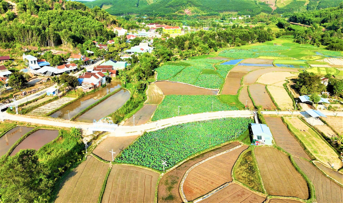 Cánh đồng sen ở thôn Đại An nhìn từ trên cao. Ảnh: NT.