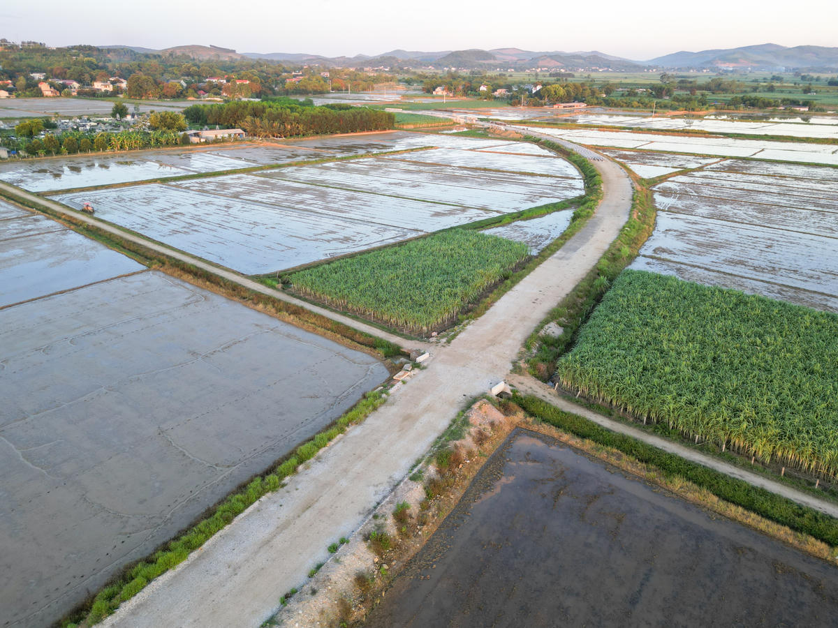 Ông Nguyễn Đức Luận - Trưởng phòng điều hành dự án Thạch Thành (thuộc BQLDA ĐTXD các công trình nông nghiệp và phát triển nông thôn Thanh Hóa) cho biết: Đến cuối tháng 6/2026, công trình mới đạt gần 50% khối lượng công việc, nguyên nhân chủ yếu là do công tác GPMB chậm, khi tới nay nhà thầu mới được bàn giao 4,3/5,293km. Ảnh: Đình Minh