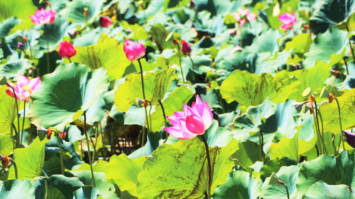 Hoa sen nở khoe sắc trong nắng. Ảnh: NT. 