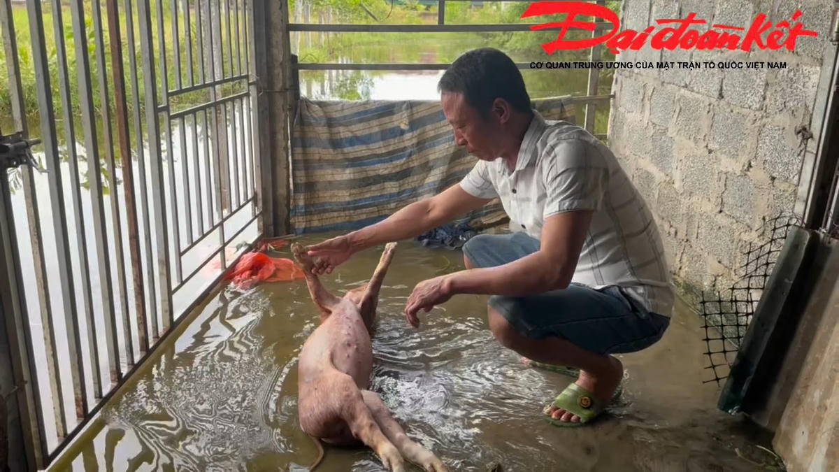 Hà Tĩnh: Ngành thủy lợi lý giải nguyên nhân ngập úng tại xã Trường Lưu, kiến nghị giải pháp tiêu thoát lâu dài
