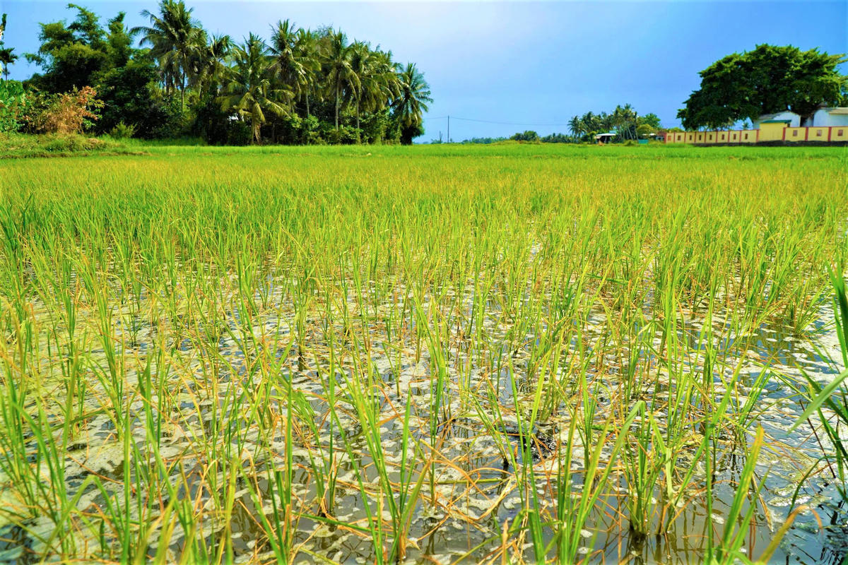 Một góc diện tích lúa ở thôn Mỹ Lại bị vàng úa, chết dần vì bị nhiễm mặn. Ảnh: TT.