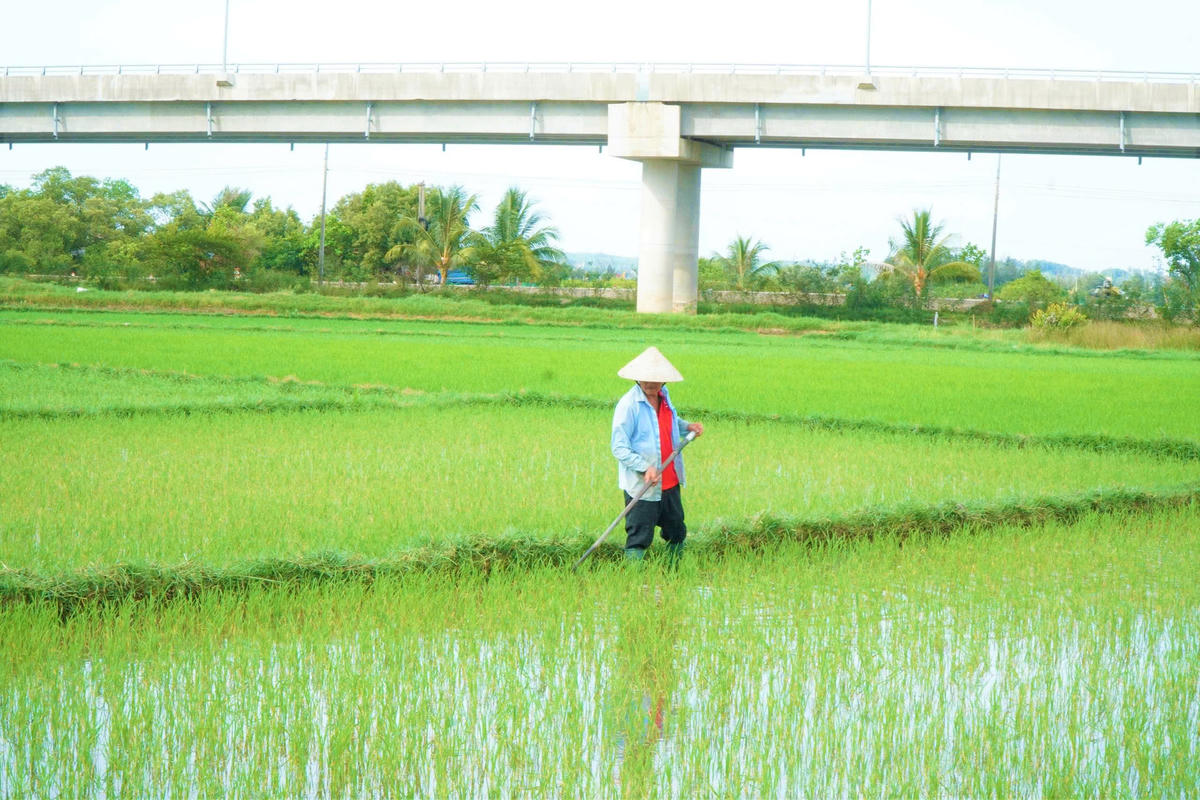 Người dân thôn Mỹ Lại đang chăm sóc, lấy nước vào ruộng lúa. Ảnh: TT.